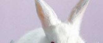 Пасхальный кролик из помпонов своими руками