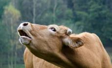 Varför kor mumlar: orsaker och tecken, ljudet av en ko och en kalv