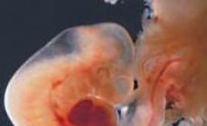 Bilder av embryon per vecka